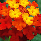 オレンジ色のランタナの写真